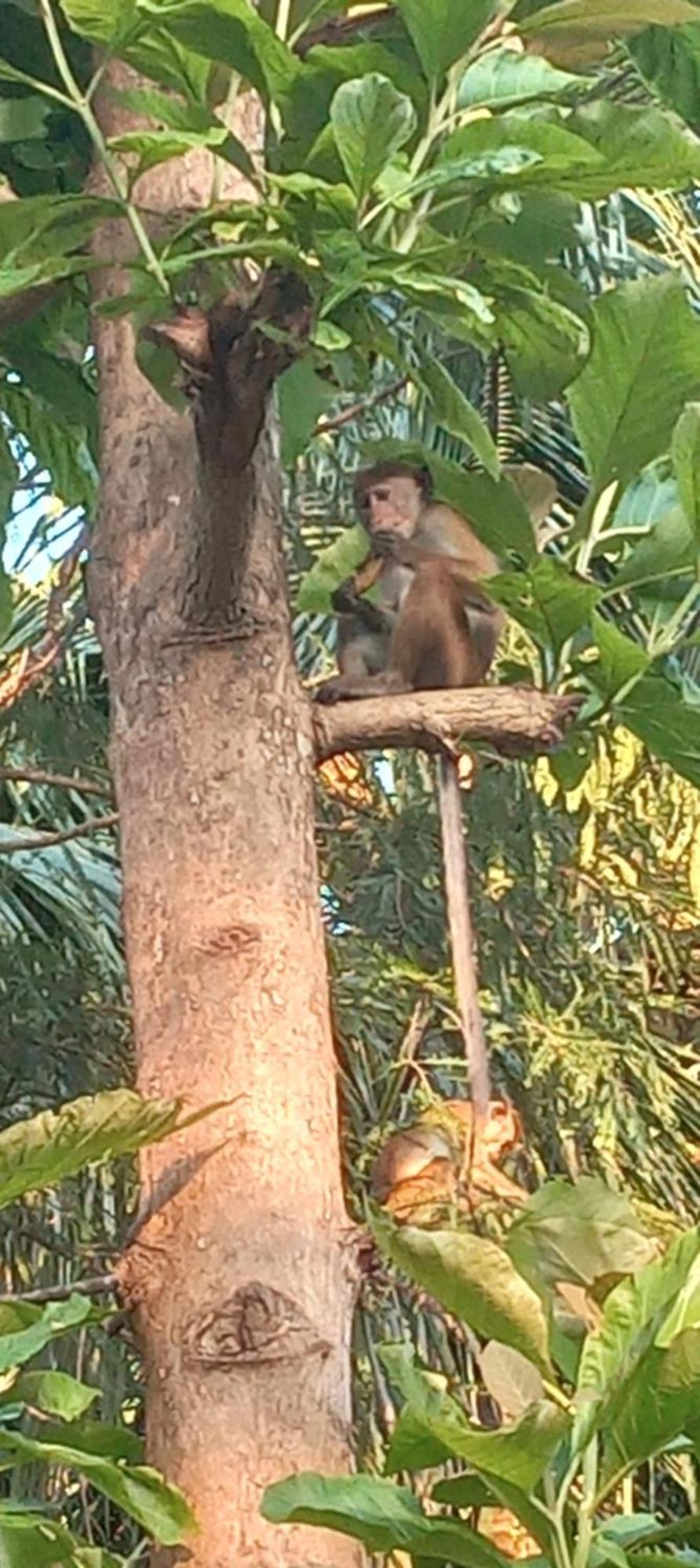 Forest Villa Nature Resort Anuradhapura Dış mekan fotoğraf
