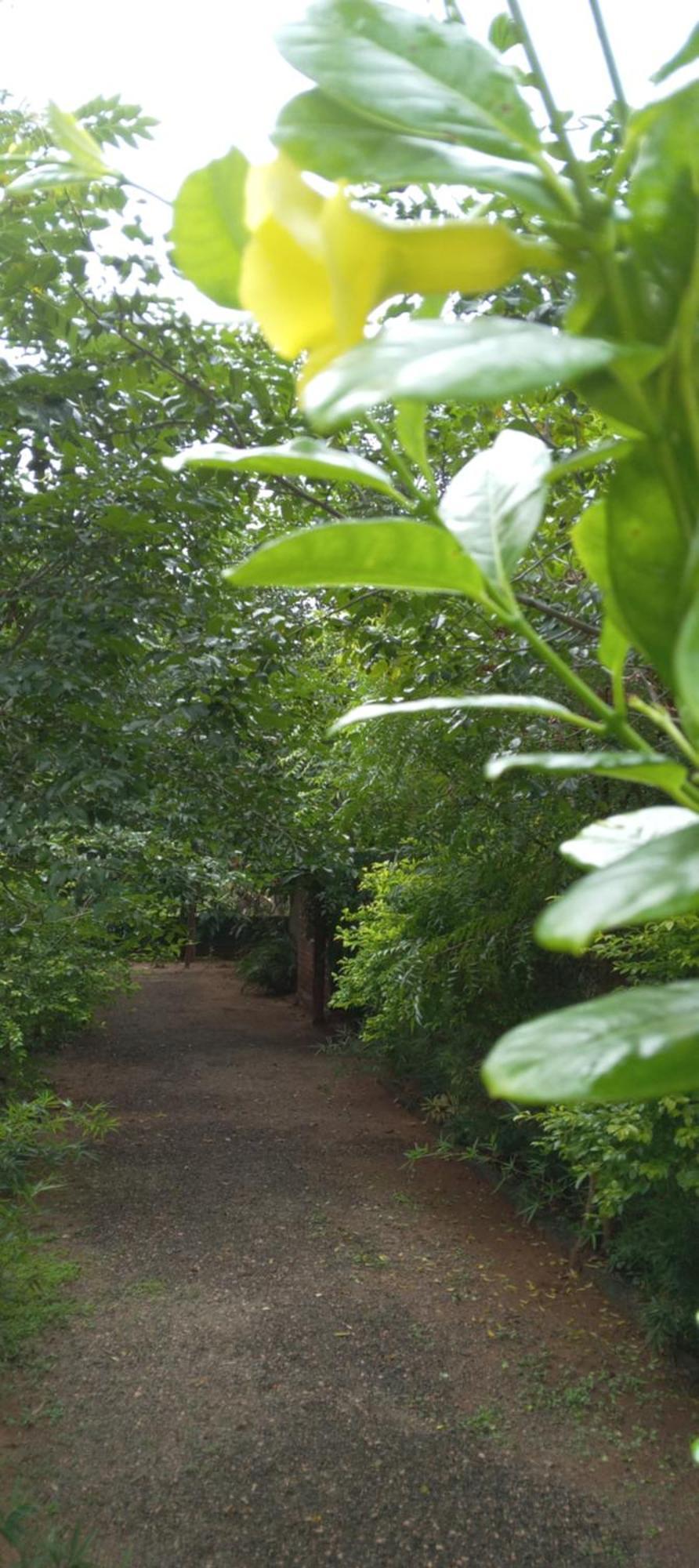 Forest Villa Nature Resort Anuradhapura Dış mekan fotoğraf