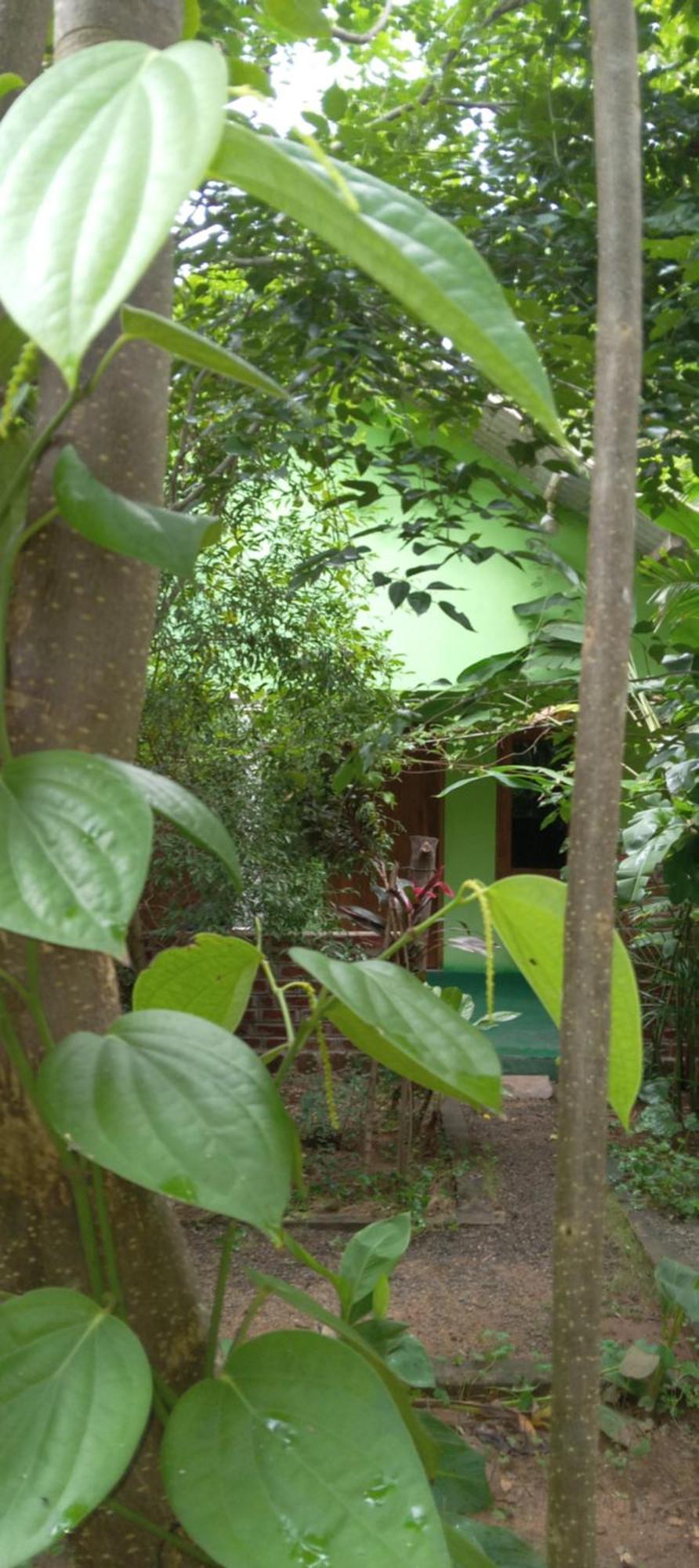 Forest Villa Nature Resort Anuradhapura Dış mekan fotoğraf