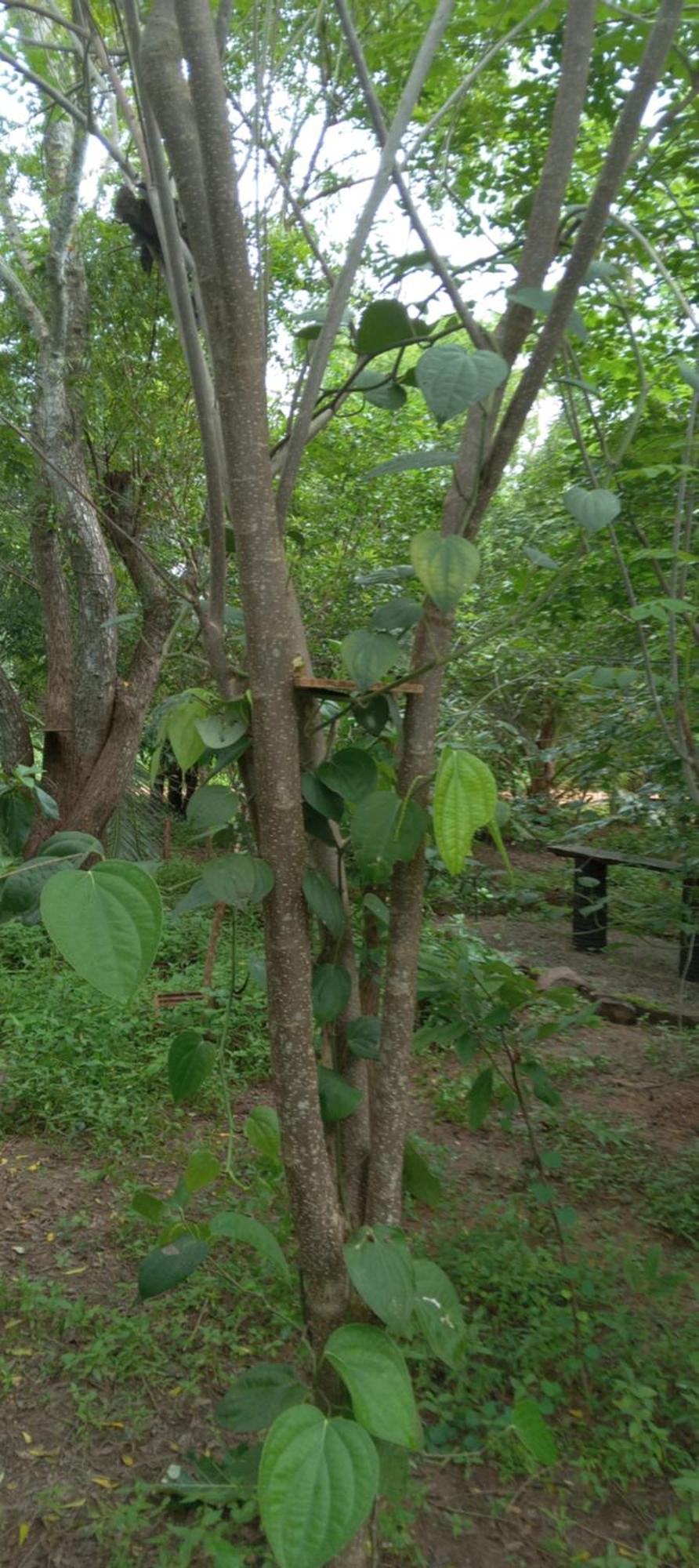 Forest Villa Nature Resort Anuradhapura Dış mekan fotoğraf