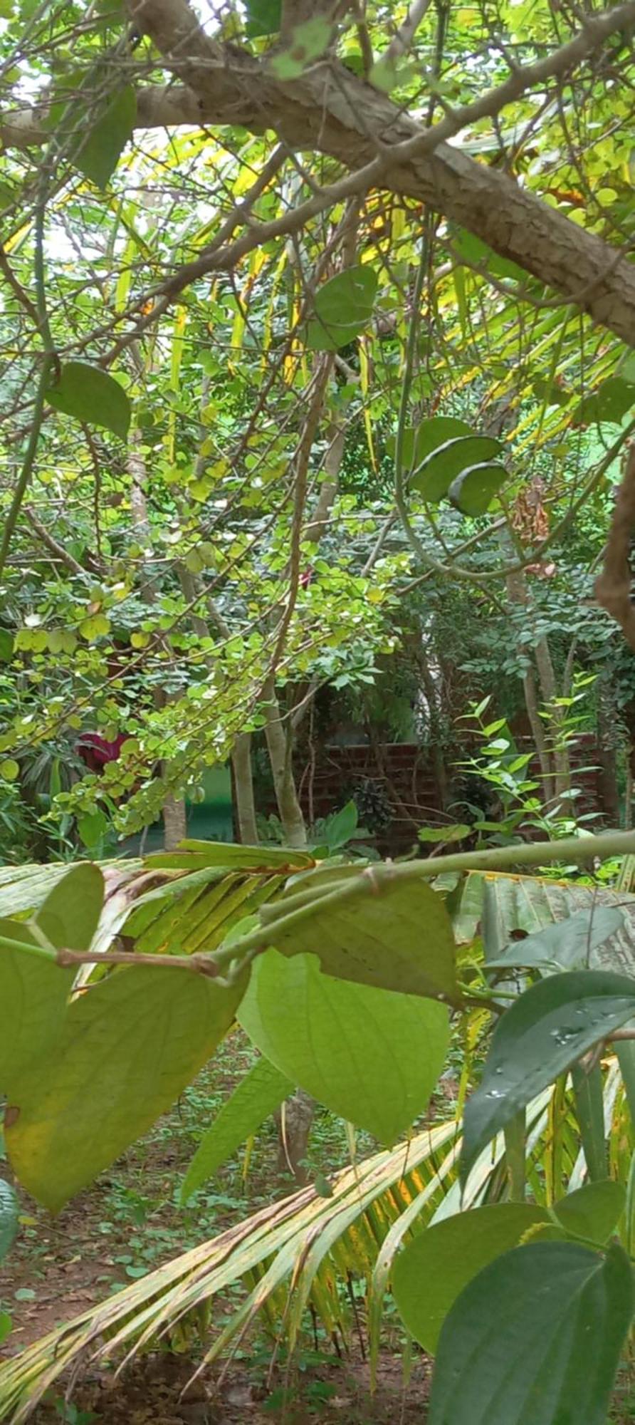 Forest Villa Nature Resort Anuradhapura Dış mekan fotoğraf