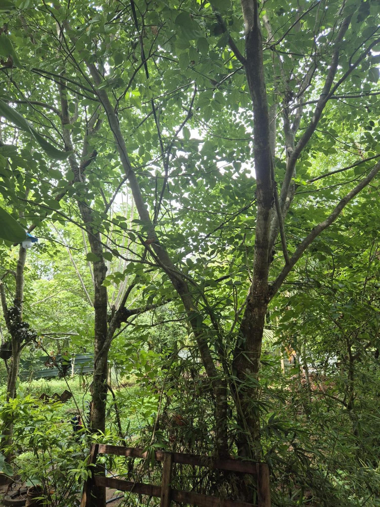 Forest Villa Nature Resort Anuradhapura Dış mekan fotoğraf